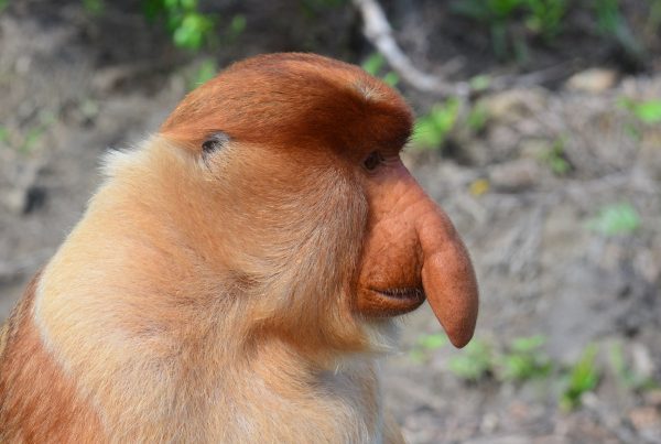 Long-nosed Monkey